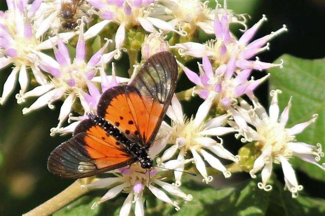 Image of Acraea igola Trimen 1889