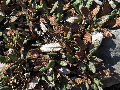 Imagem de Dryas octopetala subsp. hookeriana (Juz.) Hulten