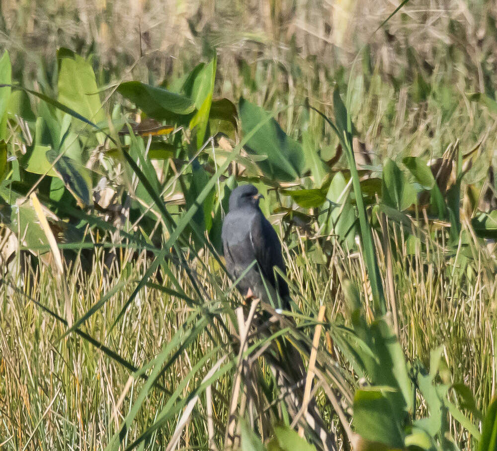 Image of Everglade snail kite