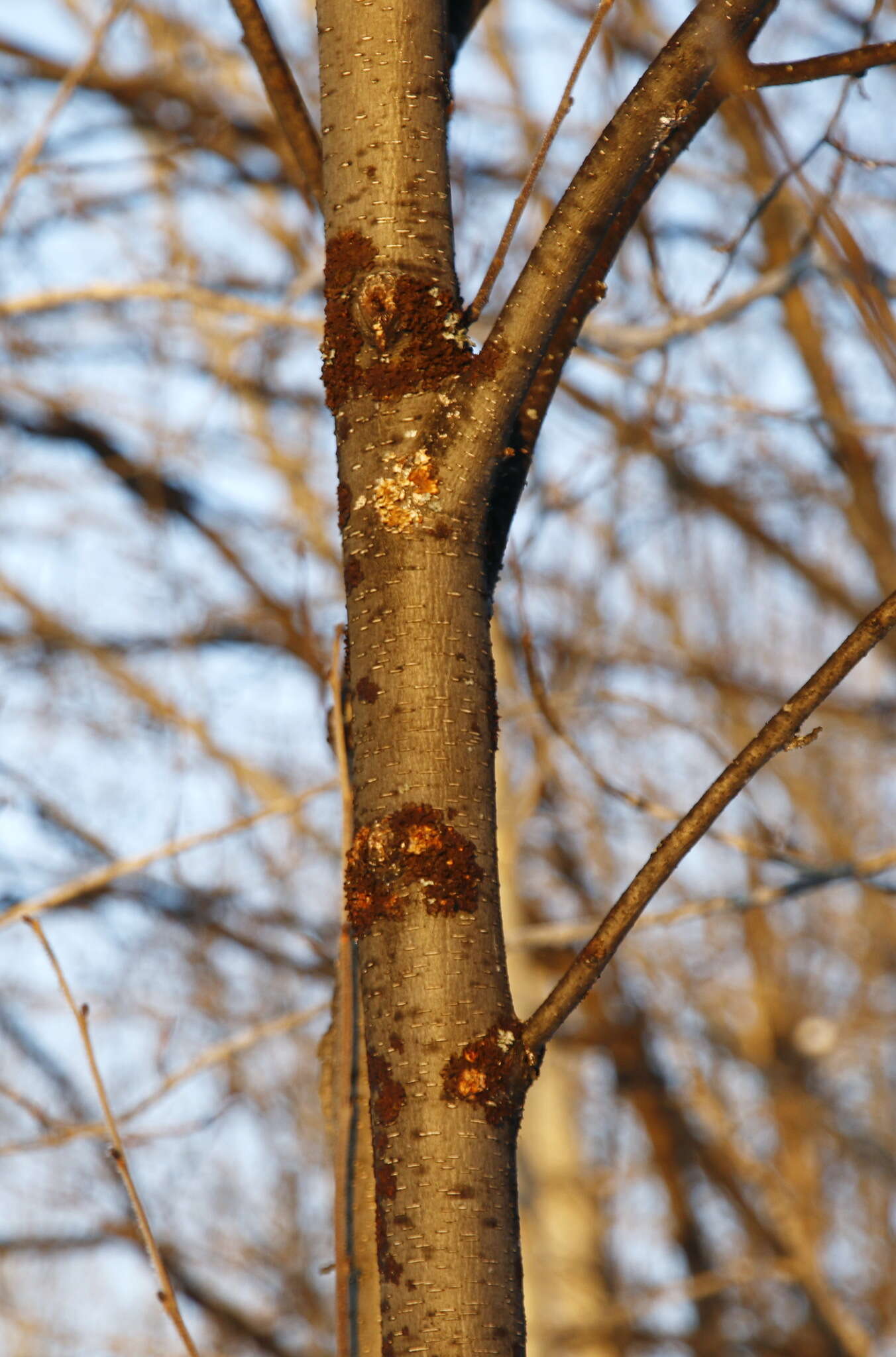 Image of Alnus hirsuta (Spach) Rupr.