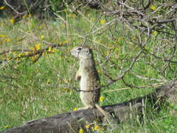 Image of spotted ground squirrel