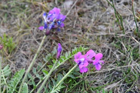 Image of Oxytropis arctica subsp. taimyrensis