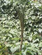 Amorphophallus kiusianus (Makino) Makino resmi