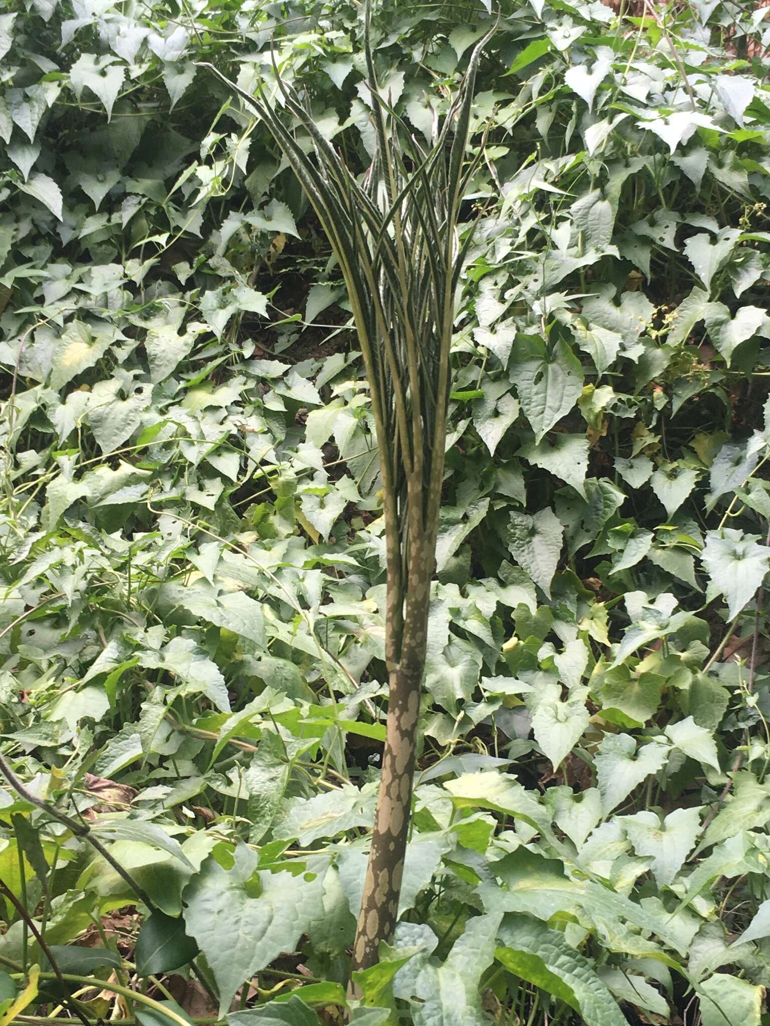 Amorphophallus kiusianus (Makino) Makino resmi