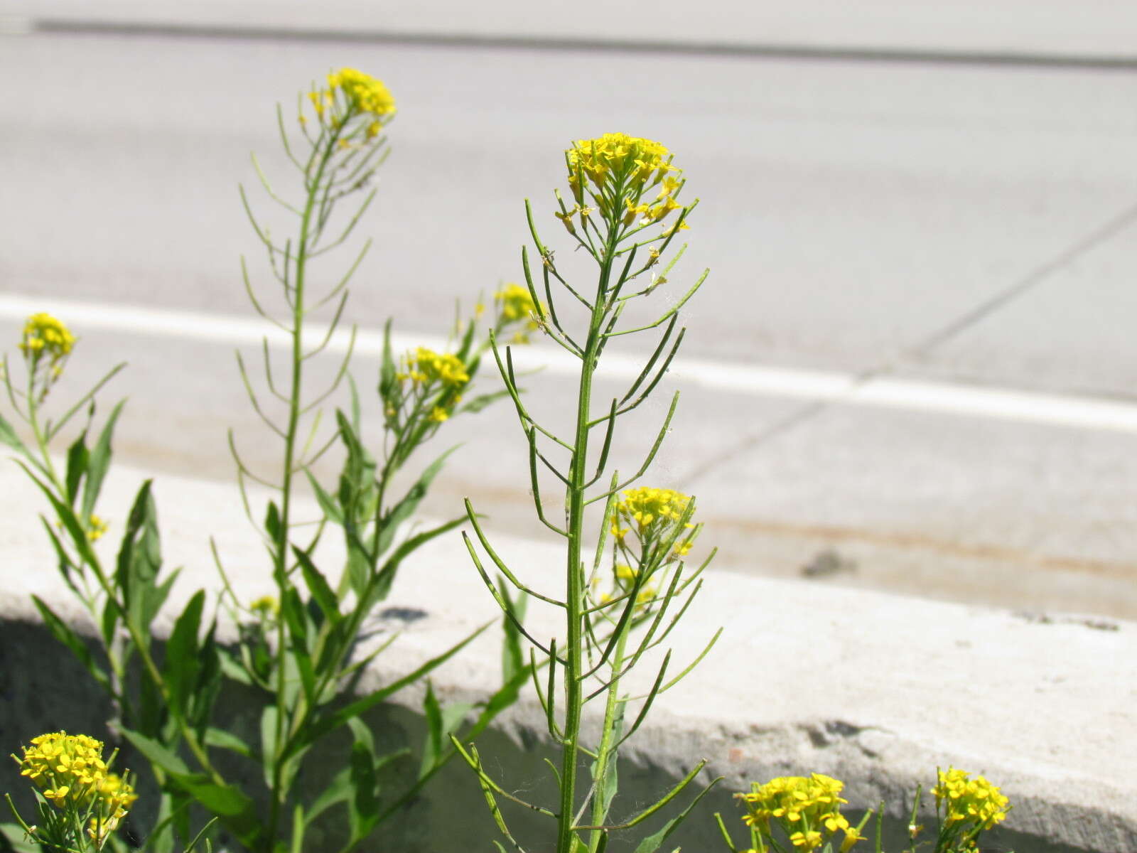 Image of treacle mustard