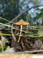 Image of Conocybe filaris (Fr.) Kühner 1935