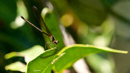 Image of Hetaerina rosea Selys 1853