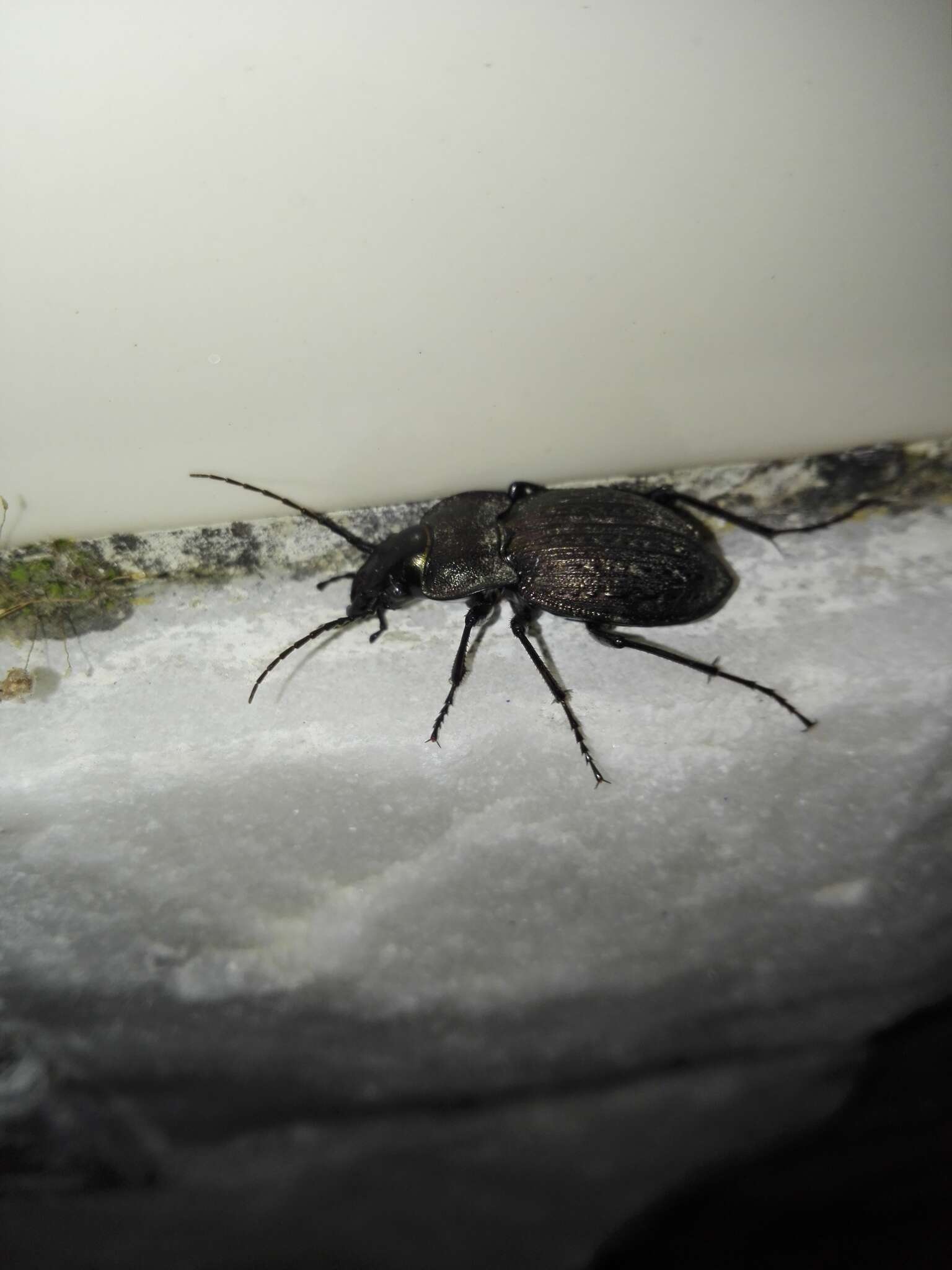 Image of Carabus (Mesocarabus) lusitanicus Fabricius 1801