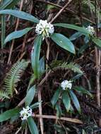 Image of Daphne kiusiana var. atrocaulis (Rehd.) F. Maekawa