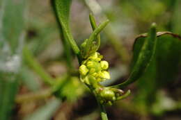 Imagem de Ranunculus lateriflorus DC.