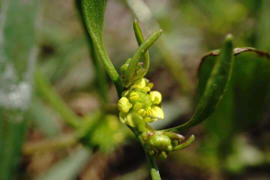 Image of Ranunculus lateriflorus DC.