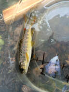 Image of Brown Trout