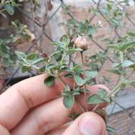 Brickellia veronicifolia (Kunth) A. Gray的圖片