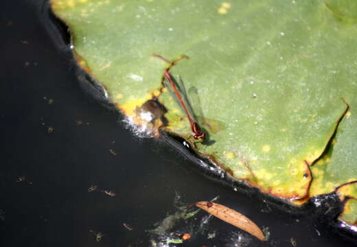 Image of Common Redcoat Damselfly