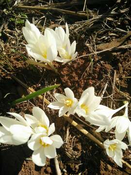 Image of Crocus ochroleucus Boiss. & Gaill.