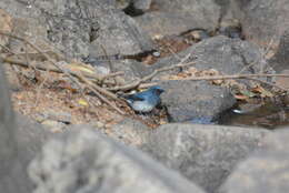 Image of White-bellied Blue Flycatcher