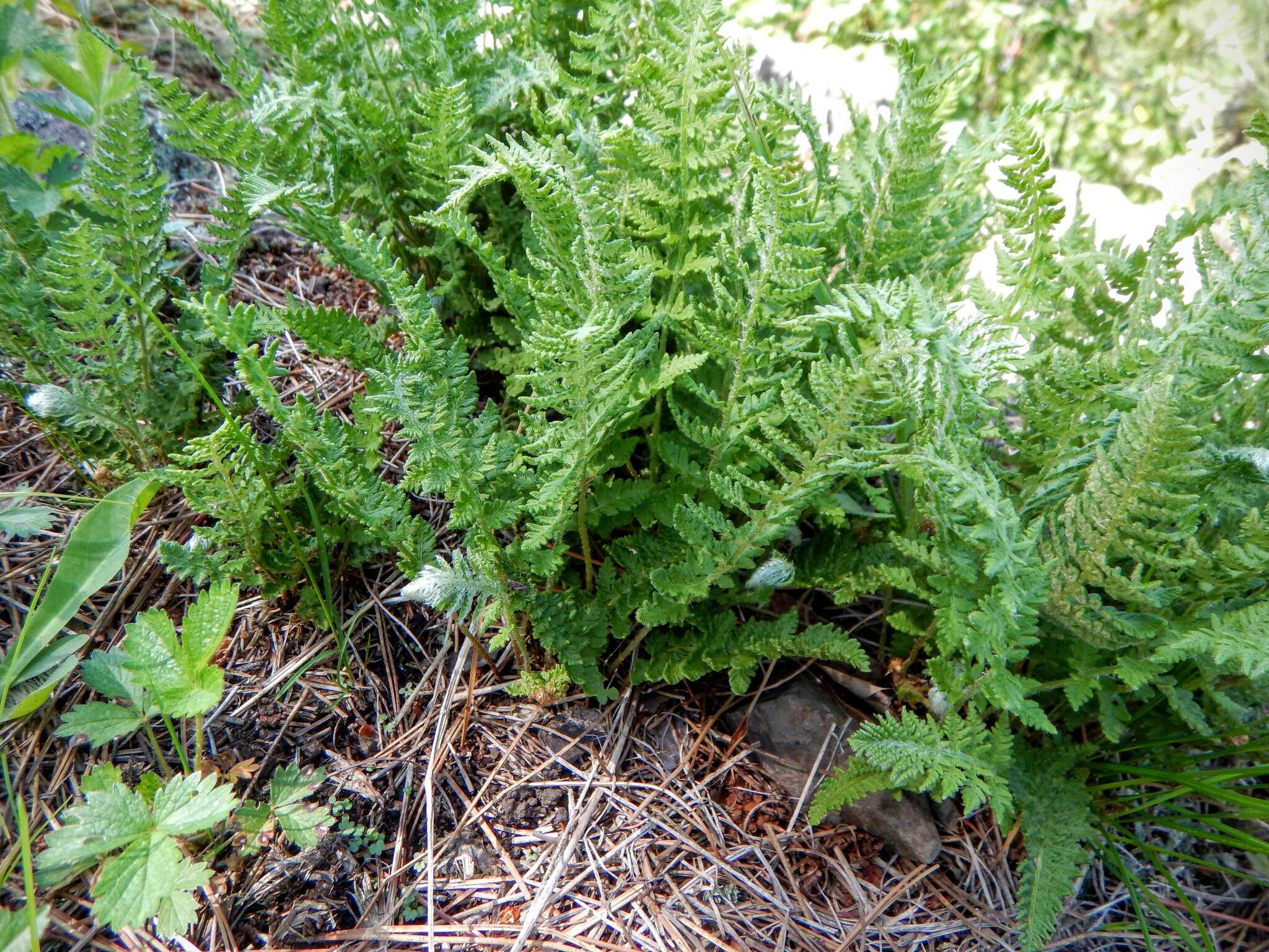 Image of rusty woodsia