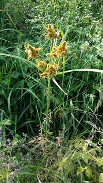 Image of Cyperus glomeratus L.