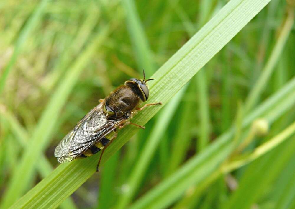 Image of Odontomyia ornata (Meigen 1822)