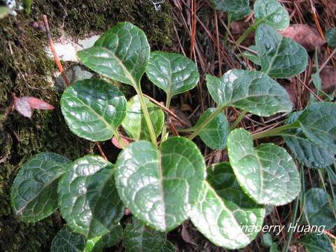 Image of Pyrola morrisonensis (Hayata) Hayata