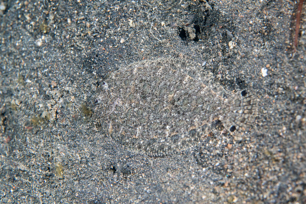 Image of Flounder