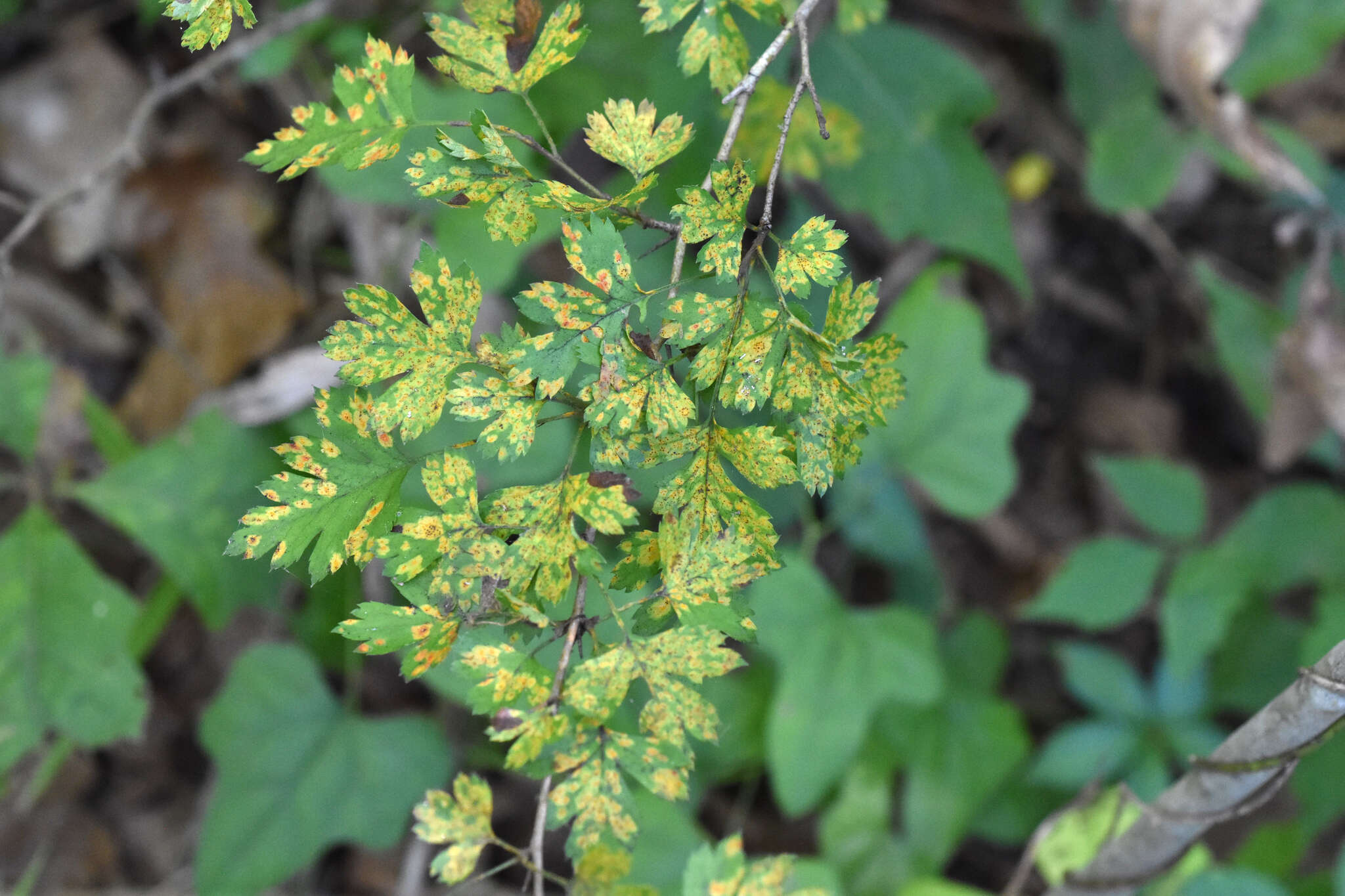 Sivun Gymnosporangium trachysorum F. Kern 1910 kuva