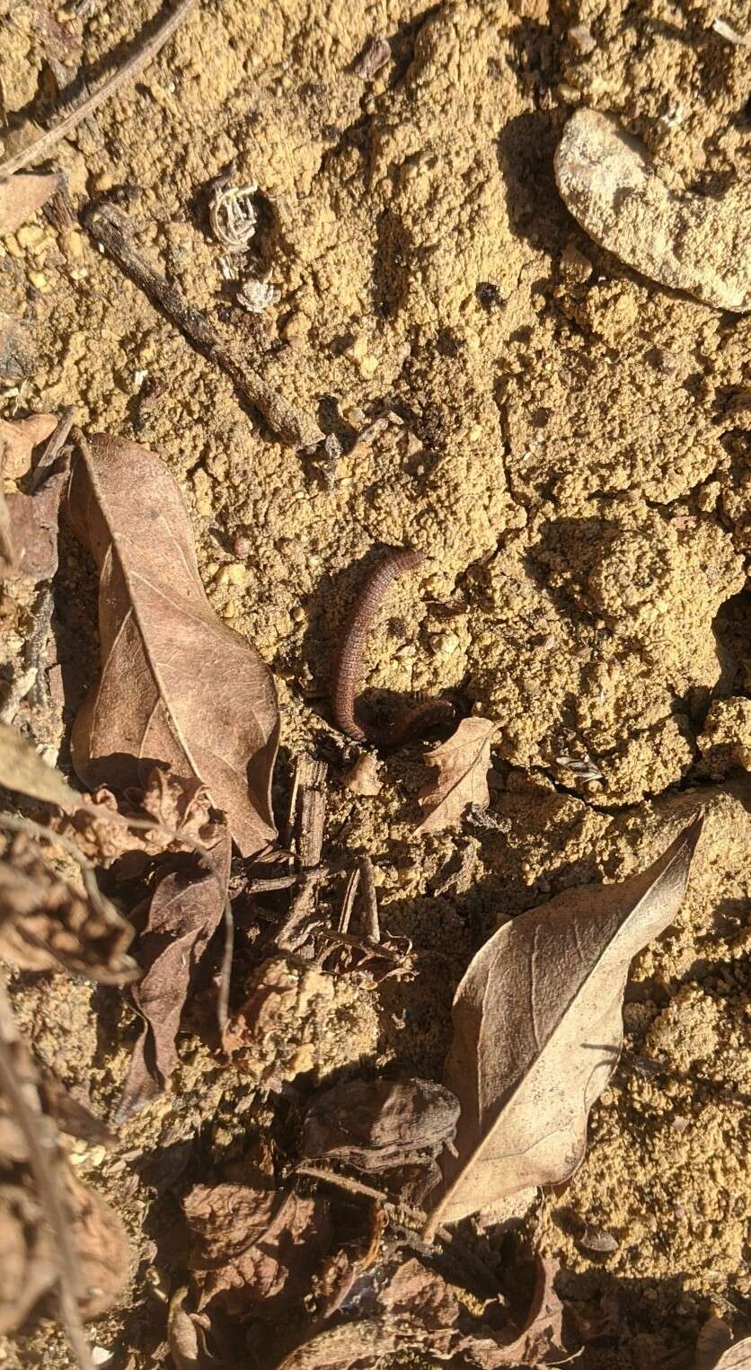 Image of Abacion texensis (Loomis 1937)