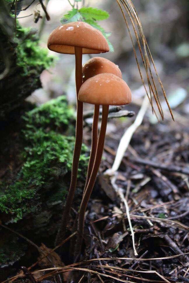 Image of Marasmius cohaerens (Pers.) Cooke & Quél. 1878