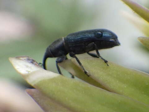 Image of Yellow toadflax stem weevil