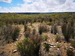 Image of Cliffortia burgersii E. G. H. Oliver & A. C. Fellingham