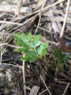 Image of pineland fern