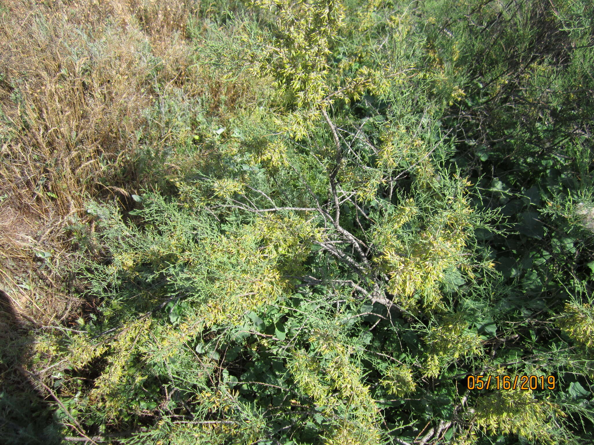 Image de Tamarix gracilis Willd.