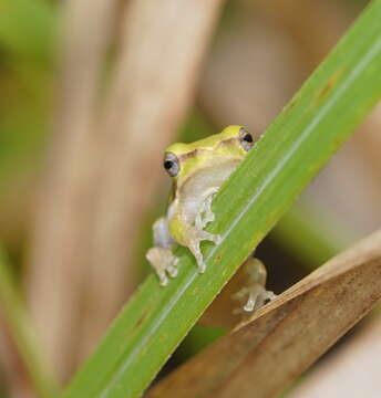 Litoria fallax (Peters 1880)的圖片