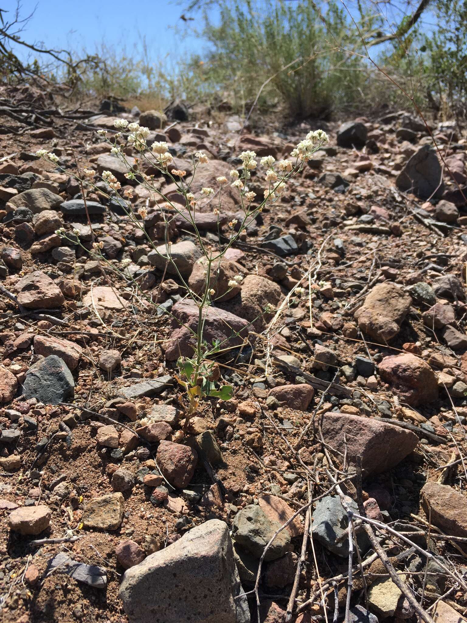 Image of Abert's buckwheat