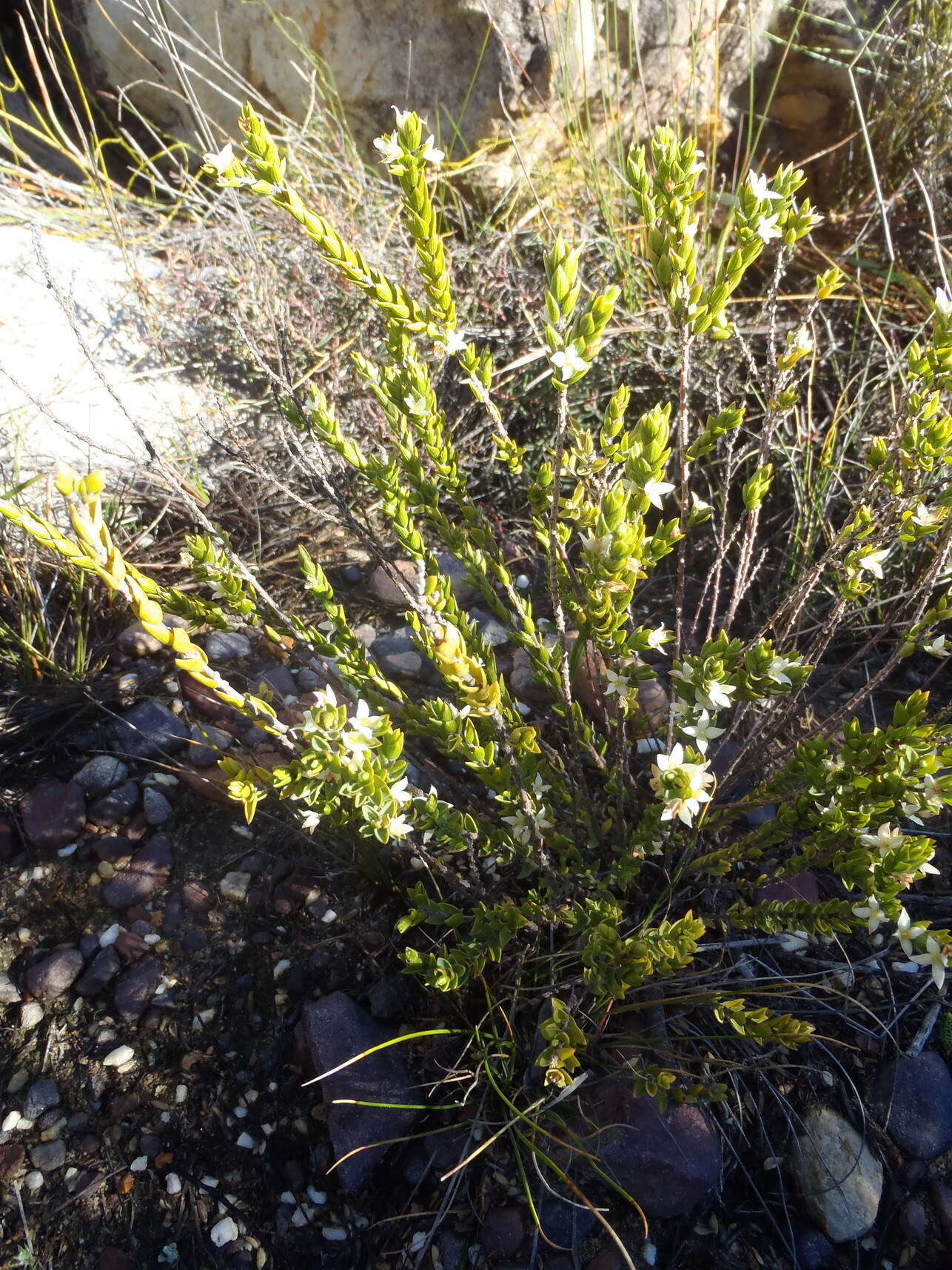 Image of Lachnaea ruscifolia Compton