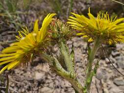 Sivun Berkheya rhapontica subsp. rhapontica kuva