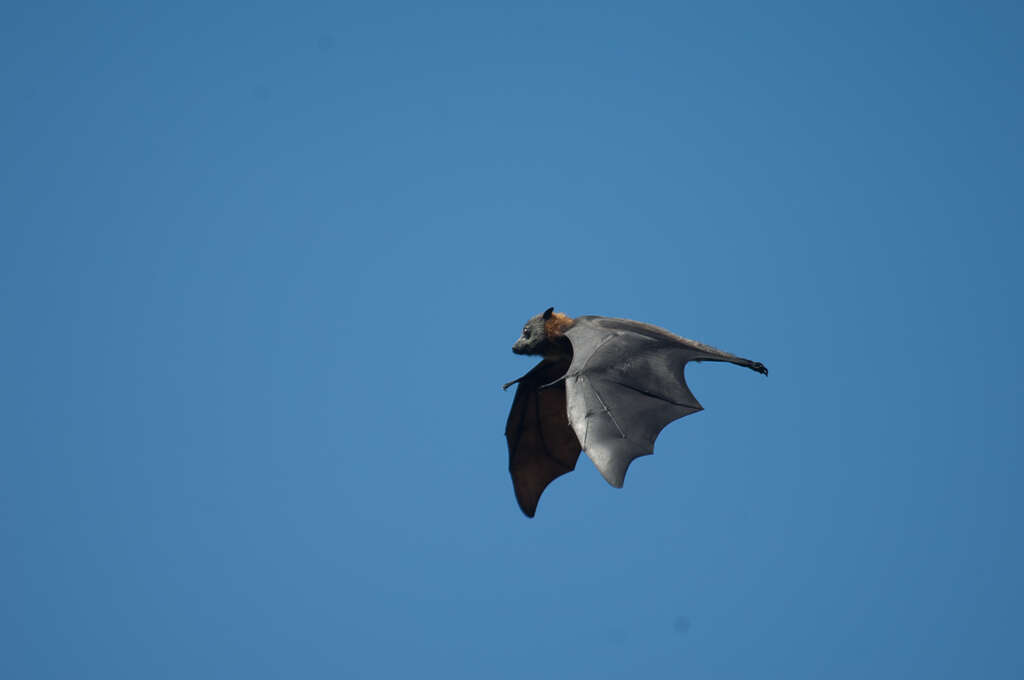 Image of Gray-headed Flying Fox