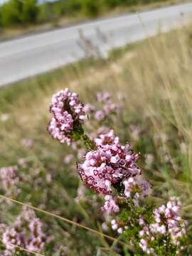 Imagem de Erica manipuliflora Salisb.