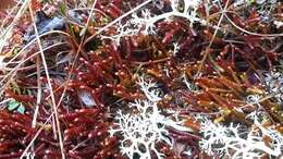 Image of Purple Spoonwort