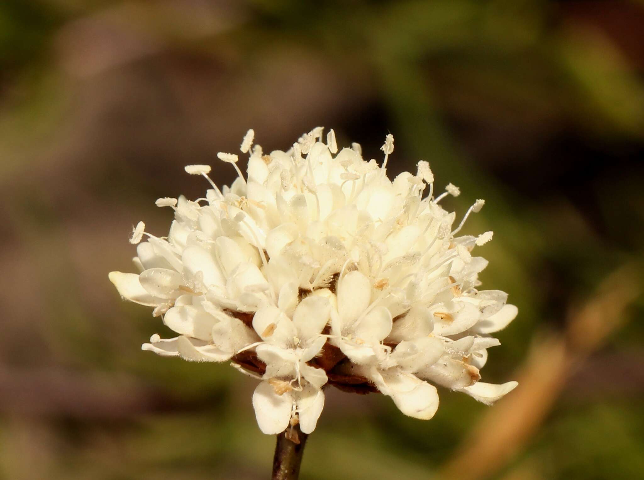 Plancia ëd Cephalaria attenuata (L. fil.) Roem. & Schult.