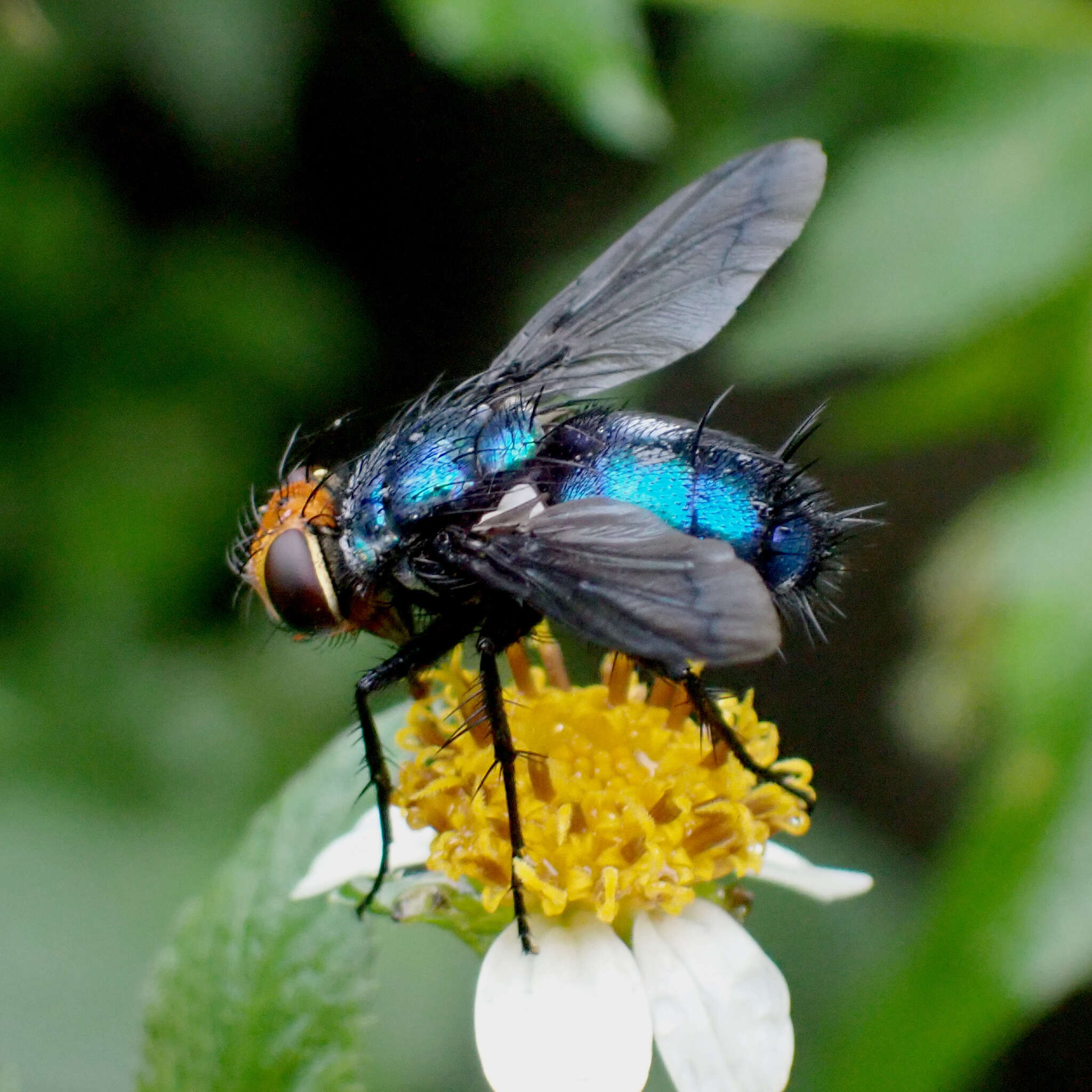 Sivun Silbomyia cyanea (Matsumura 1916) kuva