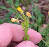 Image of Small sundrops