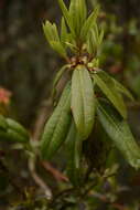 Image de Rhododendron keysii Nutt.