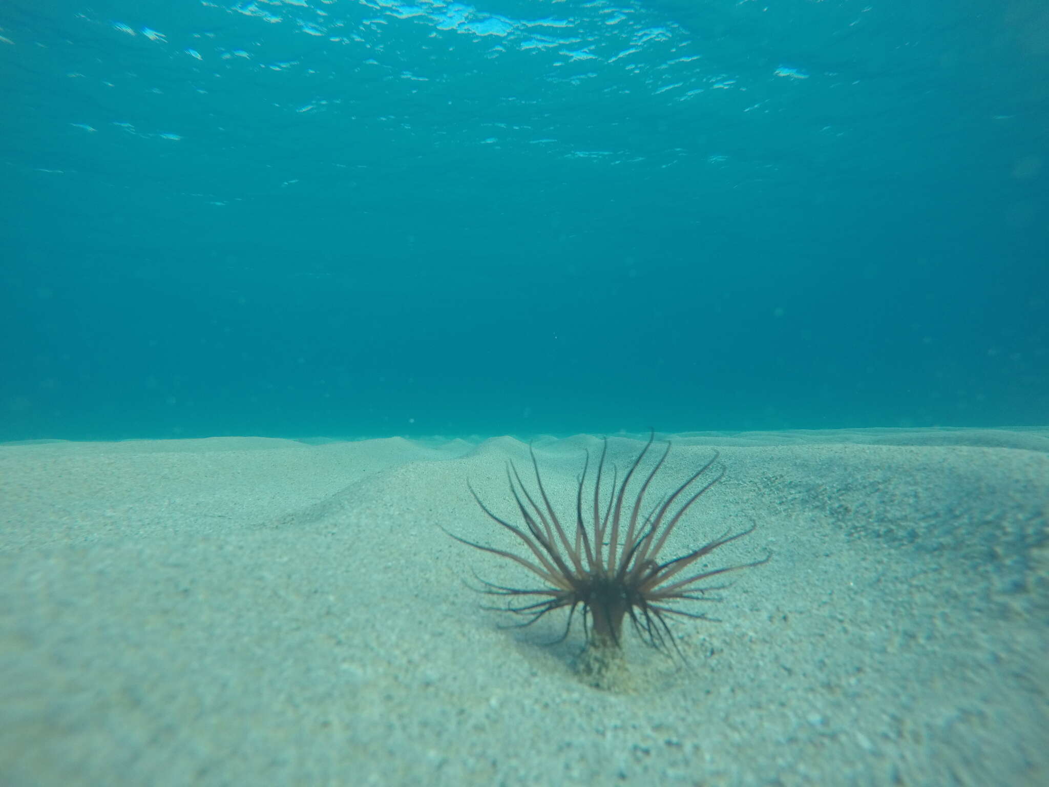 Image de Pachycerianthus solitarius (Rapp 1829)