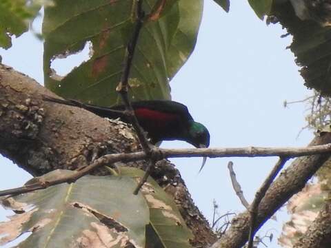 Image of Johanna's Sunbird