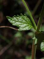 Image of Teucrium corymbosum R. Br.