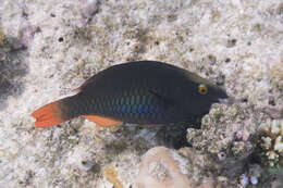 Image of Three-colour Parrotfish