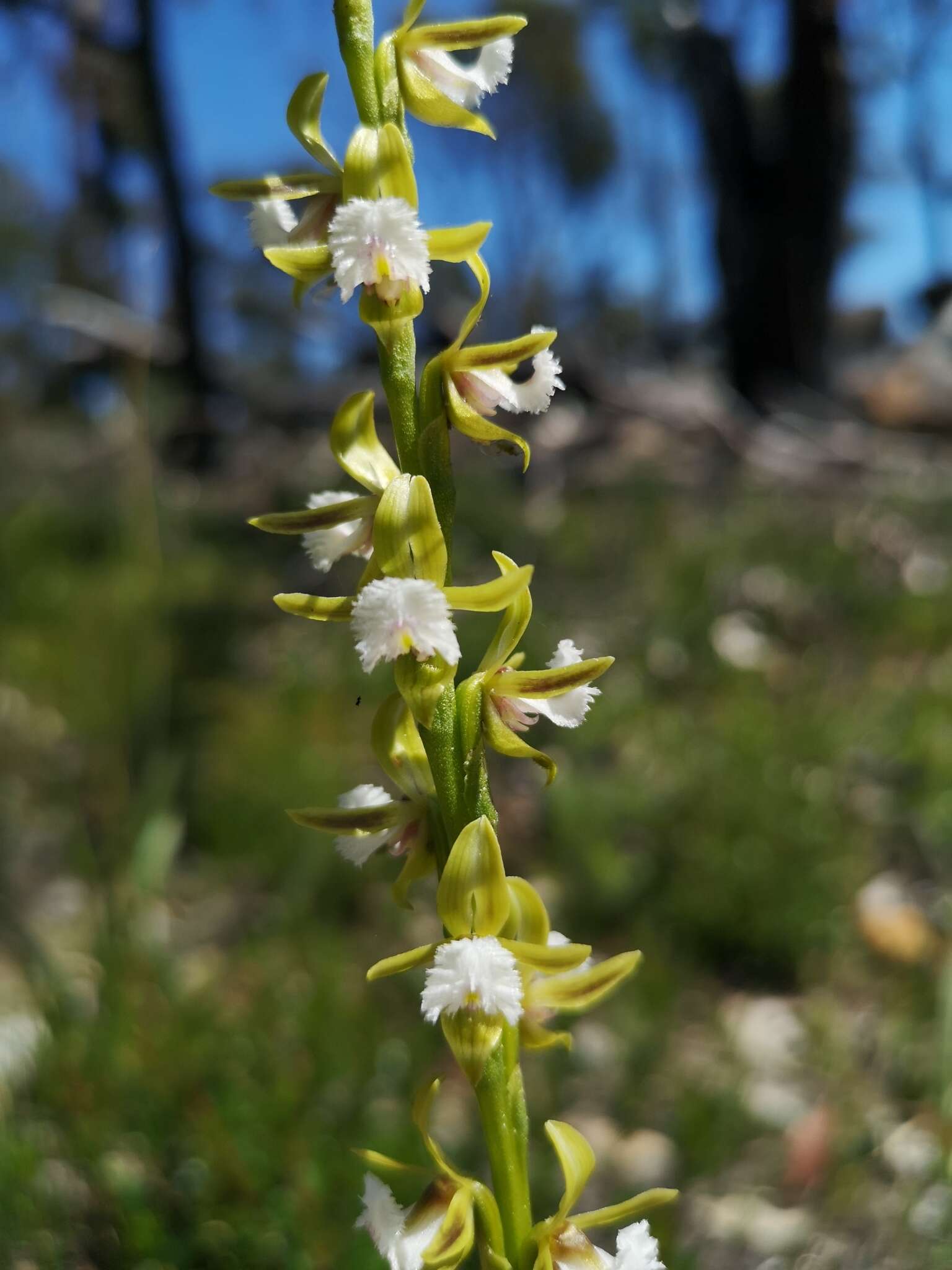 Imagem de Prasophyllum fimbria Rchb. fil.