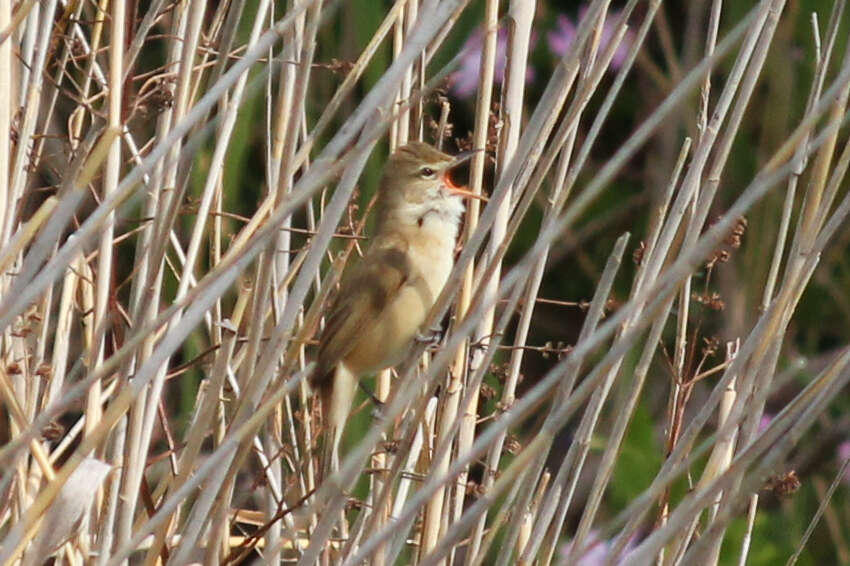 Image of Australian Reed Warbler