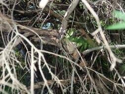 Image of Melaleuca nodosa (Gaertn.) Sm.